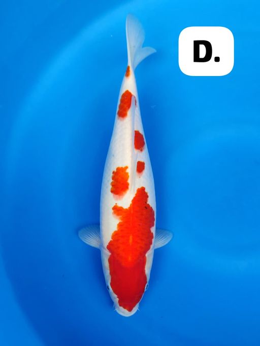 Lelang Koi Online, Jual Beli Ikan Koi, Pusat Jual Beli Koi, Info Lelang Koi Hari Ini, Platform Jual Beli Koi, Jual Beli Ikan Koi Online, Marketplace Ikan Koi, Jual Koi Terbaik, Tempat Beli Koi Berkualitas, Pasar Ikan Koi Online Terpercaya, Penjual Ikan Koi Terpercaya, Beli Koi Hias Online, Ikan Koi untuk Dijual, Koi Kualitas Terbaik, Toko Online Ikan Koi, Koi Hias Untuk Dijual, Jual Beli Ikan Koi Lokal, Koi Indonesia Online, Pusat Jual Beli Koi Terbesar