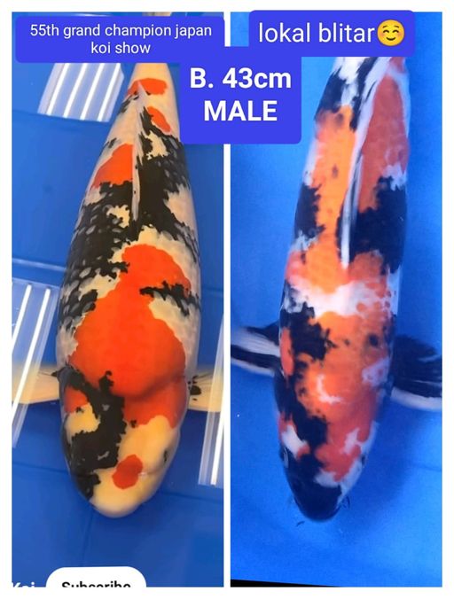 Lelang Koi Online, Jual Beli Ikan Koi, Pusat Jual Beli Koi, Info Lelang Koi Hari Ini, Platform Jual Beli Koi, Jual Beli Ikan Koi Online, Marketplace Ikan Koi, Jual Koi Terbaik, Tempat Beli Koi Berkualitas, Pasar Ikan Koi Online Terpercaya, Penjual Ikan Koi Terpercaya, Beli Koi Hias Online, Ikan Koi untuk Dijual, Koi Kualitas Terbaik, Toko Online Ikan Koi, Koi Hias Untuk Dijual, Jual Beli Ikan Koi Lokal, Koi Indonesia Online, Pusat Jual Beli Koi Terbesar