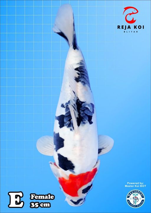 Lelang Koi Online, Jual Beli Ikan Koi, Pusat Jual Beli Koi, Info Lelang Koi Hari Ini, Platform Jual Beli Koi, Jual Beli Ikan Koi Online, Marketplace Ikan Koi, Jual Koi Terbaik, Tempat Beli Koi Berkualitas, Pasar Ikan Koi Online Terpercaya, Penjual Ikan Koi Terpercaya, Beli Koi Hias Online, Ikan Koi untuk Dijual, Koi Kualitas Terbaik, Toko Online Ikan Koi, Koi Hias Untuk Dijual, Jual Beli Ikan Koi Lokal, Koi Indonesia Online, Pusat Jual Beli Koi Terbesar