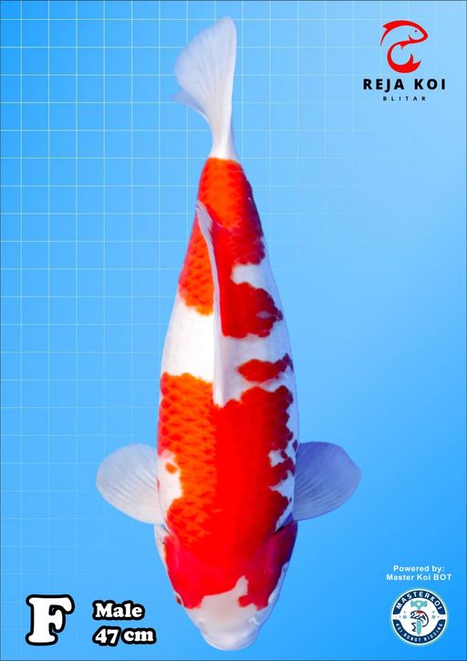 Lelang Koi Online, Jual Beli Ikan Koi, Pusat Jual Beli Koi, Info Lelang Koi Hari Ini, Platform Jual Beli Koi, Jual Beli Ikan Koi Online, Marketplace Ikan Koi, Jual Koi Terbaik, Tempat Beli Koi Berkualitas, Pasar Ikan Koi Online Terpercaya, Penjual Ikan Koi Terpercaya, Beli Koi Hias Online, Ikan Koi untuk Dijual, Koi Kualitas Terbaik, Toko Online Ikan Koi, Koi Hias Untuk Dijual, Jual Beli Ikan Koi Lokal, Koi Indonesia Online, Pusat Jual Beli Koi Terbesar