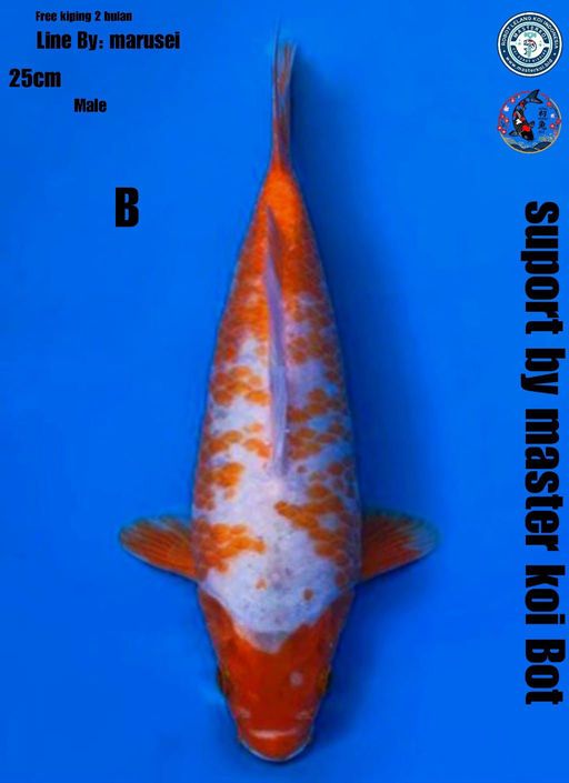 Lelang Koi Online, Jual Beli Ikan Koi, Pusat Jual Beli Koi, Info Lelang Koi Hari Ini, Platform Jual Beli Koi, Jual Beli Ikan Koi Online, Marketplace Ikan Koi, Jual Koi Terbaik, Tempat Beli Koi Berkualitas, Pasar Ikan Koi Online Terpercaya, Penjual Ikan Koi Terpercaya, Beli Koi Hias Online, Ikan Koi untuk Dijual, Koi Kualitas Terbaik, Toko Online Ikan Koi, Koi Hias Untuk Dijual, Jual Beli Ikan Koi Lokal, Koi Indonesia Online, Pusat Jual Beli Koi Terbesar