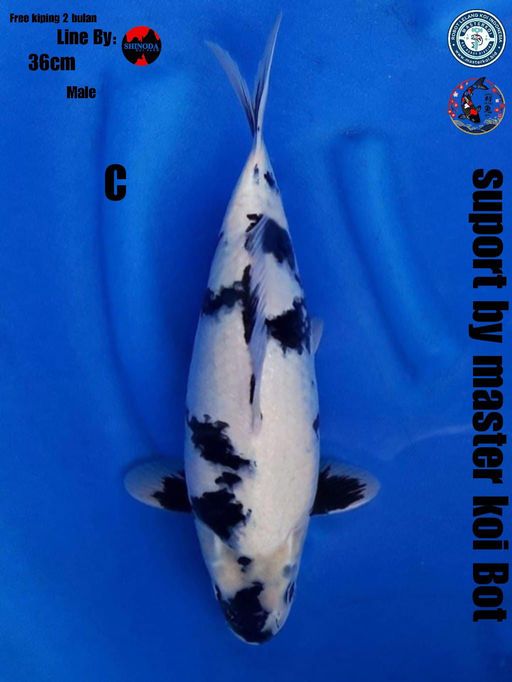 Lelang Koi Online, Jual Beli Ikan Koi, Pusat Jual Beli Koi, Info Lelang Koi Hari Ini, Platform Jual Beli Koi, Jual Beli Ikan Koi Online, Marketplace Ikan Koi, Jual Koi Terbaik, Tempat Beli Koi Berkualitas, Pasar Ikan Koi Online Terpercaya, Penjual Ikan Koi Terpercaya, Beli Koi Hias Online, Ikan Koi untuk Dijual, Koi Kualitas Terbaik, Toko Online Ikan Koi, Koi Hias Untuk Dijual, Jual Beli Ikan Koi Lokal, Koi Indonesia Online, Pusat Jual Beli Koi Terbesar