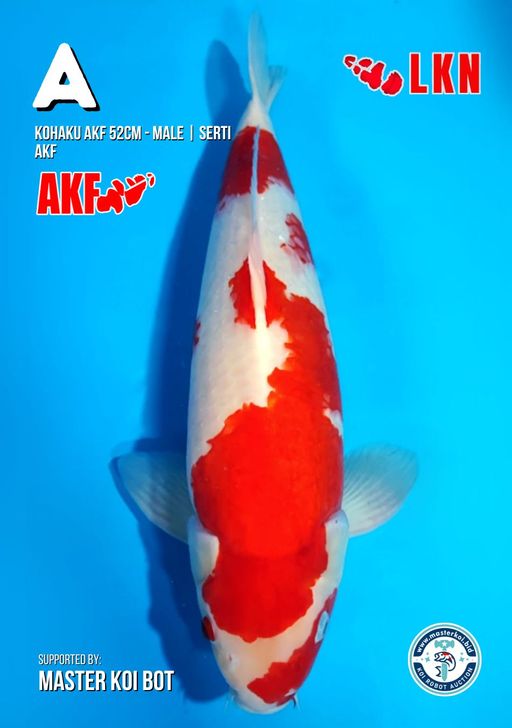 Lelang Koi Online, Jual Beli Ikan Koi, Pusat Jual Beli Koi, Info Lelang Koi Hari Ini, Platform Jual Beli Koi, Jual Beli Ikan Koi Online, Marketplace Ikan Koi, Jual Koi Terbaik, Tempat Beli Koi Berkualitas, Pasar Ikan Koi Online Terpercaya, Penjual Ikan Koi Terpercaya, Beli Koi Hias Online, Ikan Koi untuk Dijual, Koi Kualitas Terbaik, Toko Online Ikan Koi, Koi Hias Untuk Dijual, Jual Beli Ikan Koi Lokal, Koi Indonesia Online, Pusat Jual Beli Koi Terbesar