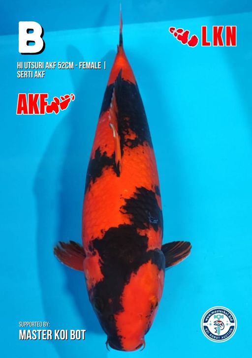 Lelang Koi Online, Jual Beli Ikan Koi, Pusat Jual Beli Koi, Info Lelang Koi Hari Ini, Platform Jual Beli Koi, Jual Beli Ikan Koi Online, Marketplace Ikan Koi, Jual Koi Terbaik, Tempat Beli Koi Berkualitas, Pasar Ikan Koi Online Terpercaya, Penjual Ikan Koi Terpercaya, Beli Koi Hias Online, Ikan Koi untuk Dijual, Koi Kualitas Terbaik, Toko Online Ikan Koi, Koi Hias Untuk Dijual, Jual Beli Ikan Koi Lokal, Koi Indonesia Online, Pusat Jual Beli Koi Terbesar