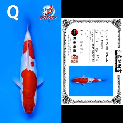 Lelang Koi Online, Jual Beli Ikan Koi, Pusat Jual Beli Koi, Info Lelang Koi Hari Ini, Platform Jual Beli Koi, Jual Beli Ikan Koi Online, Marketplace Ikan Koi, Jual Koi Terbaik, Tempat Beli Koi Berkualitas, Pasar Ikan Koi Online Terpercaya, Penjual Ikan Koi Terpercaya, Beli Koi Hias Online, Ikan Koi untuk Dijual, Koi Kualitas Terbaik, Toko Online Ikan Koi, Koi Hias Untuk Dijual, Jual Beli Ikan Koi Lokal, Koi Indonesia Online, Pusat Jual Beli Koi Terbesar