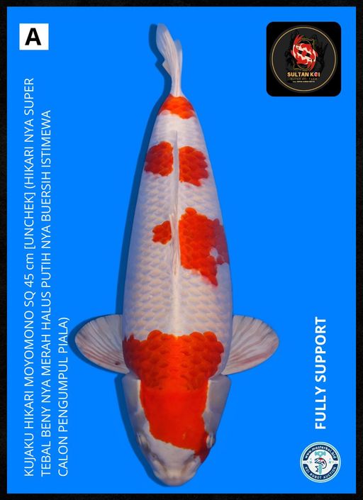 Lelang Koi Online, Jual Beli Ikan Koi, Pusat Jual Beli Koi, Info Lelang Koi Hari Ini, Platform Jual Beli Koi, Jual Beli Ikan Koi Online, Marketplace Ikan Koi, Jual Koi Terbaik, Tempat Beli Koi Berkualitas, Pasar Ikan Koi Online Terpercaya, Penjual Ikan Koi Terpercaya, Beli Koi Hias Online, Ikan Koi untuk Dijual, Koi Kualitas Terbaik, Toko Online Ikan Koi, Koi Hias Untuk Dijual, Jual Beli Ikan Koi Lokal, Koi Indonesia Online, Pusat Jual Beli Koi Terbesar