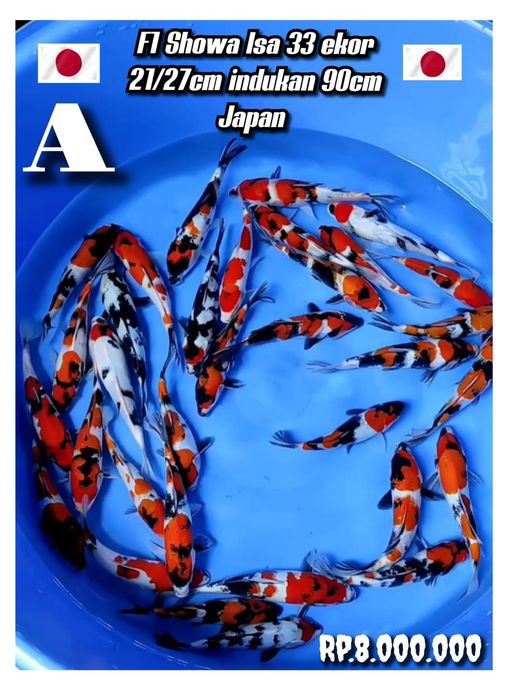 Lelang Koi Online, Jual Beli Ikan Koi, Pusat Jual Beli Koi, Info Lelang Koi Hari Ini, Platform Jual Beli Koi, Jual Beli Ikan Koi Online, Marketplace Ikan Koi, Jual Koi Terbaik, Tempat Beli Koi Berkualitas, Pasar Ikan Koi Online Terpercaya, Penjual Ikan Koi Terpercaya, Beli Koi Hias Online, Ikan Koi untuk Dijual, Koi Kualitas Terbaik, Toko Online Ikan Koi, Koi Hias Untuk Dijual, Jual Beli Ikan Koi Lokal, Koi Indonesia Online, Pusat Jual Beli Koi Terbesar