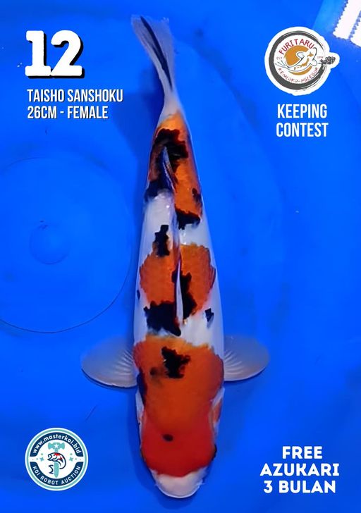 Lelang Koi Online, Jual Beli Ikan Koi, Pusat Jual Beli Koi, Info Lelang Koi Hari Ini, Platform Jual Beli Koi, Jual Beli Ikan Koi Online, Marketplace Ikan Koi, Jual Koi Terbaik, Tempat Beli Koi Berkualitas, Pasar Ikan Koi Online Terpercaya, Penjual Ikan Koi Terpercaya, Beli Koi Hias Online, Ikan Koi untuk Dijual, Koi Kualitas Terbaik, Toko Online Ikan Koi, Koi Hias Untuk Dijual, Jual Beli Ikan Koi Lokal, Koi Indonesia Online, Pusat Jual Beli Koi Terbesar