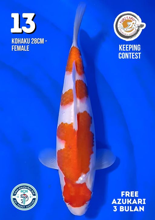 Lelang Koi Online, Jual Beli Ikan Koi, Pusat Jual Beli Koi, Info Lelang Koi Hari Ini, Platform Jual Beli Koi, Jual Beli Ikan Koi Online, Marketplace Ikan Koi, Jual Koi Terbaik, Tempat Beli Koi Berkualitas, Pasar Ikan Koi Online Terpercaya, Penjual Ikan Koi Terpercaya, Beli Koi Hias Online, Ikan Koi untuk Dijual, Koi Kualitas Terbaik, Toko Online Ikan Koi, Koi Hias Untuk Dijual, Jual Beli Ikan Koi Lokal, Koi Indonesia Online, Pusat Jual Beli Koi Terbesar