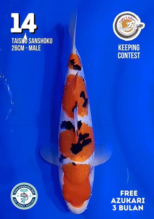 Lelang Koi Online, Jual Beli Ikan Koi, Pusat Jual Beli Koi, Info Lelang Koi Hari Ini, Platform Jual Beli Koi, Jual Beli Ikan Koi Online, Marketplace Ikan Koi, Jual Koi Terbaik, Tempat Beli Koi Berkualitas, Pasar Ikan Koi Online Terpercaya, Penjual Ikan Koi Terpercaya, Beli Koi Hias Online, Ikan Koi untuk Dijual, Koi Kualitas Terbaik, Toko Online Ikan Koi, Koi Hias Untuk Dijual, Jual Beli Ikan Koi Lokal, Koi Indonesia Online, Pusat Jual Beli Koi Terbesar