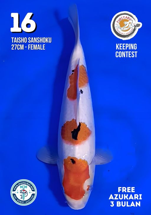 Lelang Koi Online, Jual Beli Ikan Koi, Pusat Jual Beli Koi, Info Lelang Koi Hari Ini, Platform Jual Beli Koi, Jual Beli Ikan Koi Online, Marketplace Ikan Koi, Jual Koi Terbaik, Tempat Beli Koi Berkualitas, Pasar Ikan Koi Online Terpercaya, Penjual Ikan Koi Terpercaya, Beli Koi Hias Online, Ikan Koi untuk Dijual, Koi Kualitas Terbaik, Toko Online Ikan Koi, Koi Hias Untuk Dijual, Jual Beli Ikan Koi Lokal, Koi Indonesia Online, Pusat Jual Beli Koi Terbesar