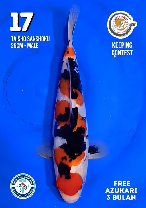 Lelang Koi Online, Jual Beli Ikan Koi, Pusat Jual Beli Koi, Info Lelang Koi Hari Ini, Platform Jual Beli Koi, Jual Beli Ikan Koi Online, Marketplace Ikan Koi, Jual Koi Terbaik, Tempat Beli Koi Berkualitas, Pasar Ikan Koi Online Terpercaya, Penjual Ikan Koi Terpercaya, Beli Koi Hias Online, Ikan Koi untuk Dijual, Koi Kualitas Terbaik, Toko Online Ikan Koi, Koi Hias Untuk Dijual, Jual Beli Ikan Koi Lokal, Koi Indonesia Online, Pusat Jual Beli Koi Terbesar