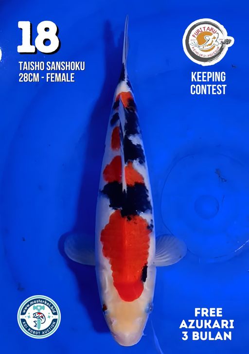 Lelang Koi Online, Jual Beli Ikan Koi, Pusat Jual Beli Koi, Info Lelang Koi Hari Ini, Platform Jual Beli Koi, Jual Beli Ikan Koi Online, Marketplace Ikan Koi, Jual Koi Terbaik, Tempat Beli Koi Berkualitas, Pasar Ikan Koi Online Terpercaya, Penjual Ikan Koi Terpercaya, Beli Koi Hias Online, Ikan Koi untuk Dijual, Koi Kualitas Terbaik, Toko Online Ikan Koi, Koi Hias Untuk Dijual, Jual Beli Ikan Koi Lokal, Koi Indonesia Online, Pusat Jual Beli Koi Terbesar