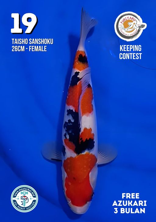 Lelang Koi Online, Jual Beli Ikan Koi, Pusat Jual Beli Koi, Info Lelang Koi Hari Ini, Platform Jual Beli Koi, Jual Beli Ikan Koi Online, Marketplace Ikan Koi, Jual Koi Terbaik, Tempat Beli Koi Berkualitas, Pasar Ikan Koi Online Terpercaya, Penjual Ikan Koi Terpercaya, Beli Koi Hias Online, Ikan Koi untuk Dijual, Koi Kualitas Terbaik, Toko Online Ikan Koi, Koi Hias Untuk Dijual, Jual Beli Ikan Koi Lokal, Koi Indonesia Online, Pusat Jual Beli Koi Terbesar