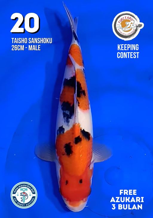 Lelang Koi Online, Jual Beli Ikan Koi, Pusat Jual Beli Koi, Info Lelang Koi Hari Ini, Platform Jual Beli Koi, Jual Beli Ikan Koi Online, Marketplace Ikan Koi, Jual Koi Terbaik, Tempat Beli Koi Berkualitas, Pasar Ikan Koi Online Terpercaya, Penjual Ikan Koi Terpercaya, Beli Koi Hias Online, Ikan Koi untuk Dijual, Koi Kualitas Terbaik, Toko Online Ikan Koi, Koi Hias Untuk Dijual, Jual Beli Ikan Koi Lokal, Koi Indonesia Online, Pusat Jual Beli Koi Terbesar