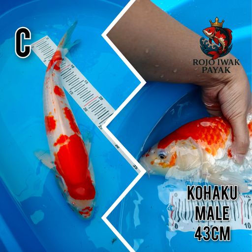 Lelang Koi Online, Jual Beli Ikan Koi, Pusat Jual Beli Koi, Info Lelang Koi Hari Ini, Platform Jual Beli Koi, Jual Beli Ikan Koi Online, Marketplace Ikan Koi, Jual Koi Terbaik, Tempat Beli Koi Berkualitas, Pasar Ikan Koi Online Terpercaya, Penjual Ikan Koi Terpercaya, Beli Koi Hias Online, Ikan Koi untuk Dijual, Koi Kualitas Terbaik, Toko Online Ikan Koi, Koi Hias Untuk Dijual, Jual Beli Ikan Koi Lokal, Koi Indonesia Online, Pusat Jual Beli Koi Terbesar