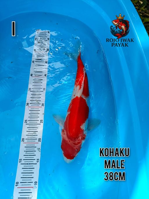Lelang Koi Online, Jual Beli Ikan Koi, Pusat Jual Beli Koi, Info Lelang Koi Hari Ini, Platform Jual Beli Koi, Jual Beli Ikan Koi Online, Marketplace Ikan Koi, Jual Koi Terbaik, Tempat Beli Koi Berkualitas, Pasar Ikan Koi Online Terpercaya, Penjual Ikan Koi Terpercaya, Beli Koi Hias Online, Ikan Koi untuk Dijual, Koi Kualitas Terbaik, Toko Online Ikan Koi, Koi Hias Untuk Dijual, Jual Beli Ikan Koi Lokal, Koi Indonesia Online, Pusat Jual Beli Koi Terbesar