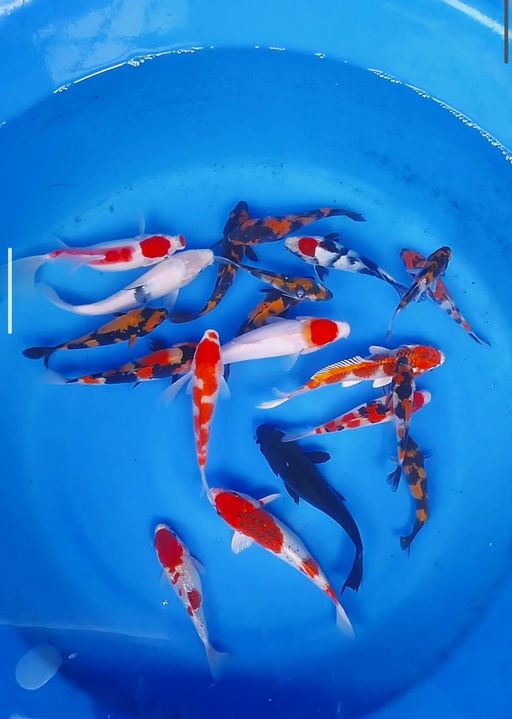 Lelang Koi Online, Jual Beli Ikan Koi, Pusat Jual Beli Koi, Info Lelang Koi Hari Ini, Platform Jual Beli Koi, Jual Beli Ikan Koi Online, Marketplace Ikan Koi, Jual Koi Terbaik, Tempat Beli Koi Berkualitas, Pasar Ikan Koi Online Terpercaya, Penjual Ikan Koi Terpercaya, Beli Koi Hias Online, Ikan Koi untuk Dijual, Koi Kualitas Terbaik, Toko Online Ikan Koi, Koi Hias Untuk Dijual, Jual Beli Ikan Koi Lokal, Koi Indonesia Online, Pusat Jual Beli Koi Terbesar