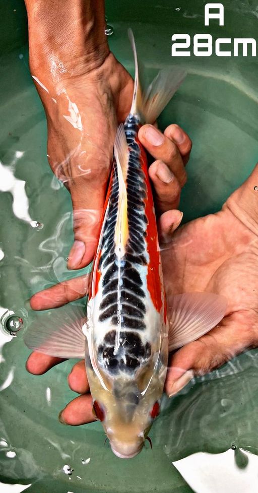 Lelang Koi Online, Jual Beli Ikan Koi, Pusat Jual Beli Koi, Info Lelang Koi Hari Ini, Platform Jual Beli Koi, Jual Beli Ikan Koi Online, Marketplace Ikan Koi, Jual Koi Terbaik, Tempat Beli Koi Berkualitas, Pasar Ikan Koi Online Terpercaya, Penjual Ikan Koi Terpercaya, Beli Koi Hias Online, Ikan Koi untuk Dijual, Koi Kualitas Terbaik, Toko Online Ikan Koi, Koi Hias Untuk Dijual, Jual Beli Ikan Koi Lokal, Koi Indonesia Online, Pusat Jual Beli Koi Terbesar