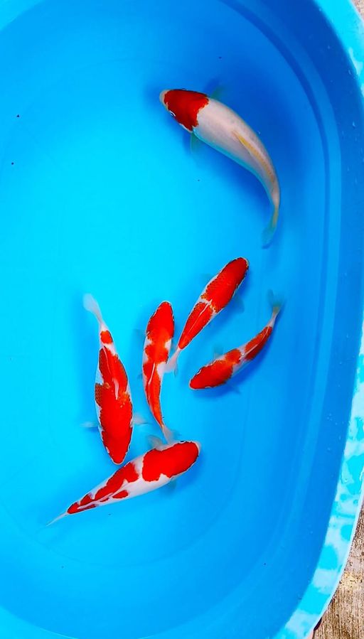 Lelang Koi Online, Jual Beli Ikan Koi, Pusat Jual Beli Koi, Info Lelang Koi Hari Ini, Platform Jual Beli Koi, Jual Beli Ikan Koi Online, Marketplace Ikan Koi, Jual Koi Terbaik, Tempat Beli Koi Berkualitas, Pasar Ikan Koi Online Terpercaya, Penjual Ikan Koi Terpercaya, Beli Koi Hias Online, Ikan Koi untuk Dijual, Koi Kualitas Terbaik, Toko Online Ikan Koi, Koi Hias Untuk Dijual, Jual Beli Ikan Koi Lokal, Koi Indonesia Online, Pusat Jual Beli Koi Terbesar