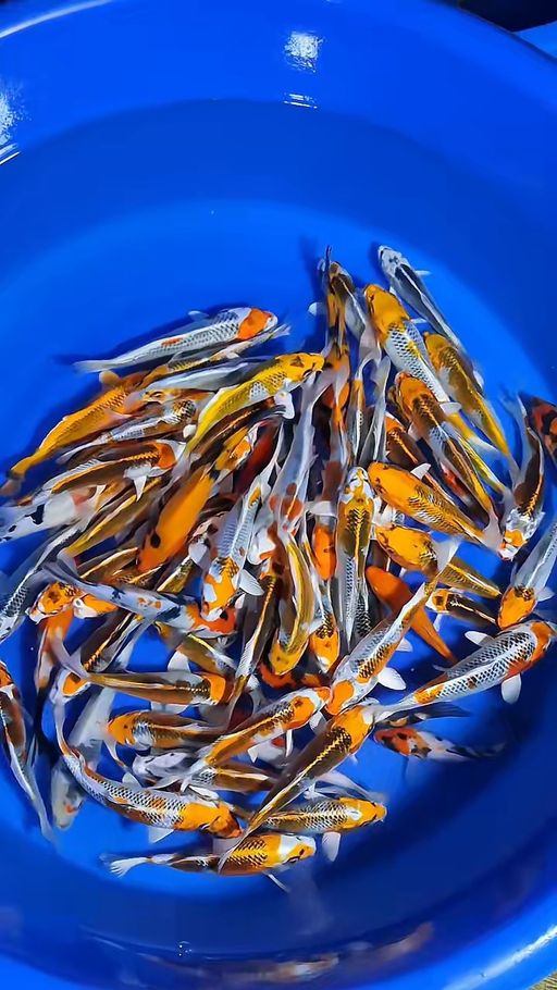 Lelang Koi Online, Jual Beli Ikan Koi, Pusat Jual Beli Koi, Info Lelang Koi Hari Ini, Platform Jual Beli Koi, Jual Beli Ikan Koi Online, Marketplace Ikan Koi, Jual Koi Terbaik, Tempat Beli Koi Berkualitas, Pasar Ikan Koi Online Terpercaya, Penjual Ikan Koi Terpercaya, Beli Koi Hias Online, Ikan Koi untuk Dijual, Koi Kualitas Terbaik, Toko Online Ikan Koi, Koi Hias Untuk Dijual, Jual Beli Ikan Koi Lokal, Koi Indonesia Online, Pusat Jual Beli Koi Terbesar