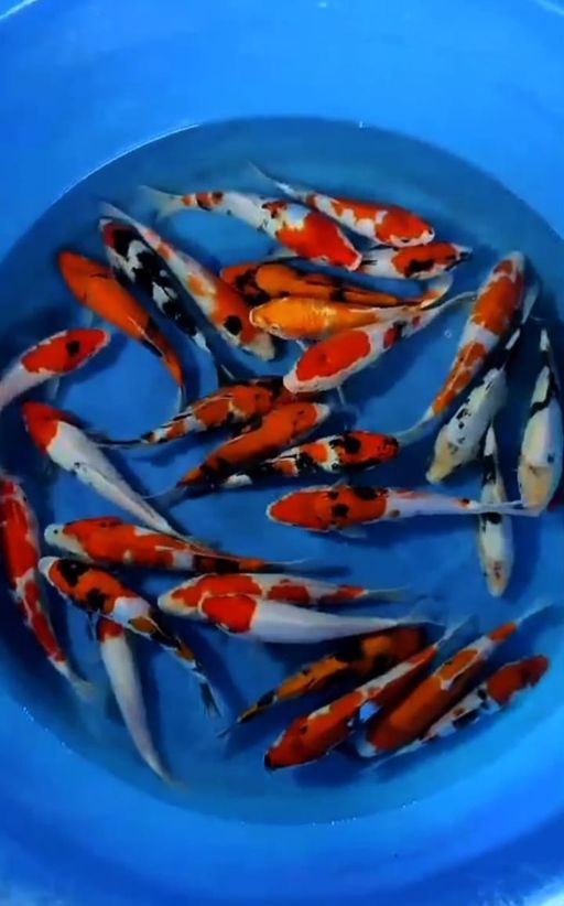 Lelang Koi Online, Jual Beli Ikan Koi, Pusat Jual Beli Koi, Info Lelang Koi Hari Ini, Platform Jual Beli Koi, Jual Beli Ikan Koi Online, Marketplace Ikan Koi, Jual Koi Terbaik, Tempat Beli Koi Berkualitas, Pasar Ikan Koi Online Terpercaya, Penjual Ikan Koi Terpercaya, Beli Koi Hias Online, Ikan Koi untuk Dijual, Koi Kualitas Terbaik, Toko Online Ikan Koi, Koi Hias Untuk Dijual, Jual Beli Ikan Koi Lokal, Koi Indonesia Online, Pusat Jual Beli Koi Terbesar