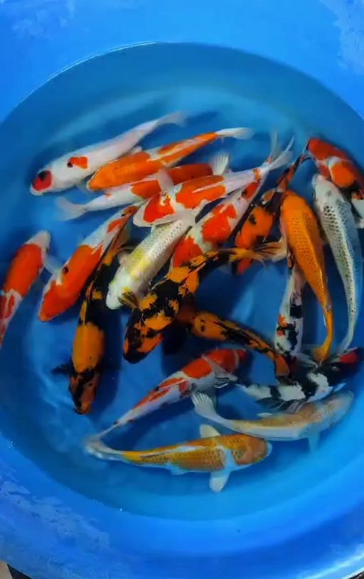 Lelang Koi Online, Jual Beli Ikan Koi, Pusat Jual Beli Koi, Info Lelang Koi Hari Ini, Platform Jual Beli Koi, Jual Beli Ikan Koi Online, Marketplace Ikan Koi, Jual Koi Terbaik, Tempat Beli Koi Berkualitas, Pasar Ikan Koi Online Terpercaya, Penjual Ikan Koi Terpercaya, Beli Koi Hias Online, Ikan Koi untuk Dijual, Koi Kualitas Terbaik, Toko Online Ikan Koi, Koi Hias Untuk Dijual, Jual Beli Ikan Koi Lokal, Koi Indonesia Online, Pusat Jual Beli Koi Terbesar