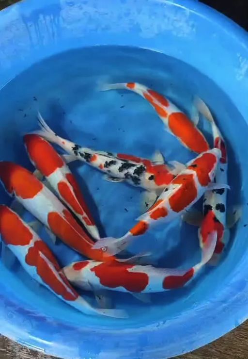 Lelang Koi Online, Jual Beli Ikan Koi, Pusat Jual Beli Koi, Info Lelang Koi Hari Ini, Platform Jual Beli Koi, Jual Beli Ikan Koi Online, Marketplace Ikan Koi, Jual Koi Terbaik, Tempat Beli Koi Berkualitas, Pasar Ikan Koi Online Terpercaya, Penjual Ikan Koi Terpercaya, Beli Koi Hias Online, Ikan Koi untuk Dijual, Koi Kualitas Terbaik, Toko Online Ikan Koi, Koi Hias Untuk Dijual, Jual Beli Ikan Koi Lokal, Koi Indonesia Online, Pusat Jual Beli Koi Terbesar