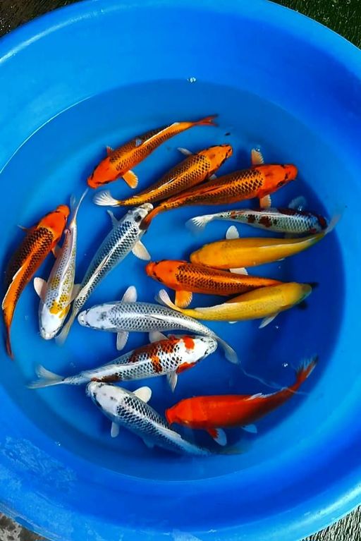 Lelang Koi Online, Jual Beli Ikan Koi, Pusat Jual Beli Koi, Info Lelang Koi Hari Ini, Platform Jual Beli Koi, Jual Beli Ikan Koi Online, Marketplace Ikan Koi, Jual Koi Terbaik, Tempat Beli Koi Berkualitas, Pasar Ikan Koi Online Terpercaya, Penjual Ikan Koi Terpercaya, Beli Koi Hias Online, Ikan Koi untuk Dijual, Koi Kualitas Terbaik, Toko Online Ikan Koi, Koi Hias Untuk Dijual, Jual Beli Ikan Koi Lokal, Koi Indonesia Online, Pusat Jual Beli Koi Terbesar