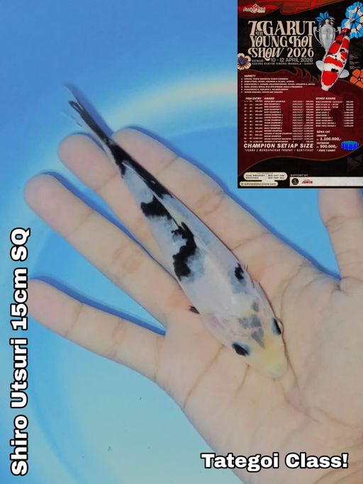 Lelang Koi Online, Jual Beli Ikan Koi, Pusat Jual Beli Koi, Info Lelang Koi Hari Ini, Platform Jual Beli Koi, Jual Beli Ikan Koi Online, Marketplace Ikan Koi, Jual Koi Terbaik, Tempat Beli Koi Berkualitas, Pasar Ikan Koi Online Terpercaya, Penjual Ikan Koi Terpercaya, Beli Koi Hias Online, Ikan Koi untuk Dijual, Koi Kualitas Terbaik, Toko Online Ikan Koi, Koi Hias Untuk Dijual, Jual Beli Ikan Koi Lokal, Koi Indonesia Online, Pusat Jual Beli Koi Terbesar