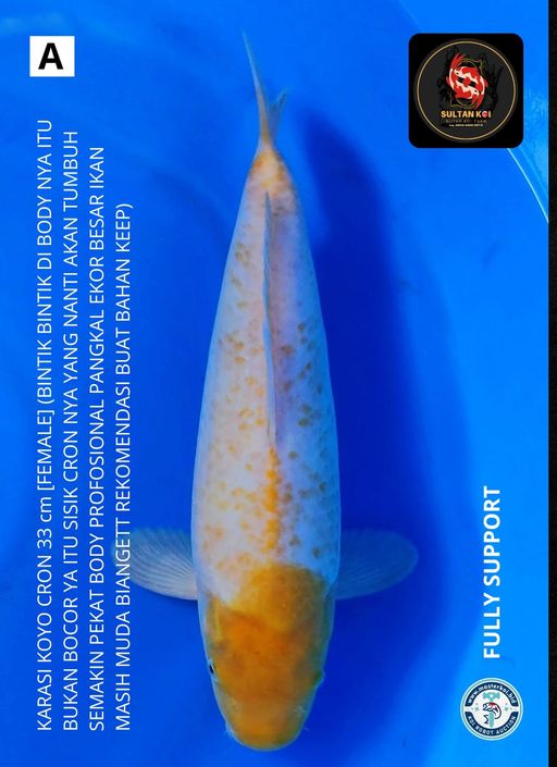 Lelang Koi Online, Jual Beli Ikan Koi, Pusat Jual Beli Koi, Info Lelang Koi Hari Ini, Platform Jual Beli Koi, Jual Beli Ikan Koi Online, Marketplace Ikan Koi, Jual Koi Terbaik, Tempat Beli Koi Berkualitas, Pasar Ikan Koi Online Terpercaya, Penjual Ikan Koi Terpercaya, Beli Koi Hias Online, Ikan Koi untuk Dijual, Koi Kualitas Terbaik, Toko Online Ikan Koi, Koi Hias Untuk Dijual, Jual Beli Ikan Koi Lokal, Koi Indonesia Online, Pusat Jual Beli Koi Terbesar