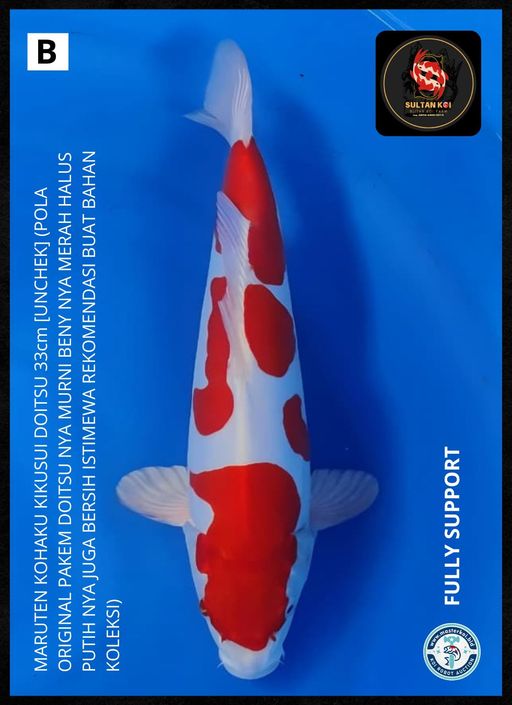 Lelang Koi Online, Jual Beli Ikan Koi, Pusat Jual Beli Koi, Info Lelang Koi Hari Ini, Platform Jual Beli Koi, Jual Beli Ikan Koi Online, Marketplace Ikan Koi, Jual Koi Terbaik, Tempat Beli Koi Berkualitas, Pasar Ikan Koi Online Terpercaya, Penjual Ikan Koi Terpercaya, Beli Koi Hias Online, Ikan Koi untuk Dijual, Koi Kualitas Terbaik, Toko Online Ikan Koi, Koi Hias Untuk Dijual, Jual Beli Ikan Koi Lokal, Koi Indonesia Online, Pusat Jual Beli Koi Terbesar