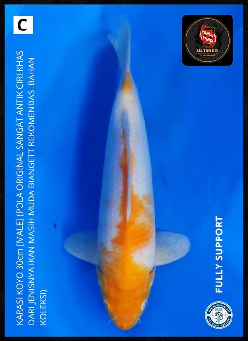 Lelang Koi Online, Jual Beli Ikan Koi, Pusat Jual Beli Koi, Info Lelang Koi Hari Ini, Platform Jual Beli Koi, Jual Beli Ikan Koi Online, Marketplace Ikan Koi, Jual Koi Terbaik, Tempat Beli Koi Berkualitas, Pasar Ikan Koi Online Terpercaya, Penjual Ikan Koi Terpercaya, Beli Koi Hias Online, Ikan Koi untuk Dijual, Koi Kualitas Terbaik, Toko Online Ikan Koi, Koi Hias Untuk Dijual, Jual Beli Ikan Koi Lokal, Koi Indonesia Online, Pusat Jual Beli Koi Terbesar