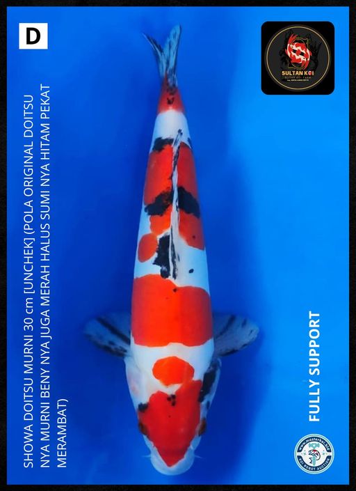 Lelang Koi Online, Jual Beli Ikan Koi, Pusat Jual Beli Koi, Info Lelang Koi Hari Ini, Platform Jual Beli Koi, Jual Beli Ikan Koi Online, Marketplace Ikan Koi, Jual Koi Terbaik, Tempat Beli Koi Berkualitas, Pasar Ikan Koi Online Terpercaya, Penjual Ikan Koi Terpercaya, Beli Koi Hias Online, Ikan Koi untuk Dijual, Koi Kualitas Terbaik, Toko Online Ikan Koi, Koi Hias Untuk Dijual, Jual Beli Ikan Koi Lokal, Koi Indonesia Online, Pusat Jual Beli Koi Terbesar