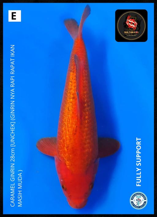 Lelang Koi Online, Jual Beli Ikan Koi, Pusat Jual Beli Koi, Info Lelang Koi Hari Ini, Platform Jual Beli Koi, Jual Beli Ikan Koi Online, Marketplace Ikan Koi, Jual Koi Terbaik, Tempat Beli Koi Berkualitas, Pasar Ikan Koi Online Terpercaya, Penjual Ikan Koi Terpercaya, Beli Koi Hias Online, Ikan Koi untuk Dijual, Koi Kualitas Terbaik, Toko Online Ikan Koi, Koi Hias Untuk Dijual, Jual Beli Ikan Koi Lokal, Koi Indonesia Online, Pusat Jual Beli Koi Terbesar