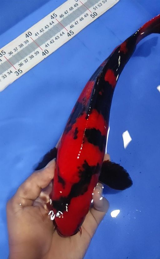 Lelang Koi Online, Jual Beli Ikan Koi, Pusat Jual Beli Koi, Info Lelang Koi Hari Ini, Platform Jual Beli Koi, Jual Beli Ikan Koi Online, Marketplace Ikan Koi, Jual Koi Terbaik, Tempat Beli Koi Berkualitas, Pasar Ikan Koi Online Terpercaya, Penjual Ikan Koi Terpercaya, Beli Koi Hias Online, Ikan Koi untuk Dijual, Koi Kualitas Terbaik, Toko Online Ikan Koi, Koi Hias Untuk Dijual, Jual Beli Ikan Koi Lokal, Koi Indonesia Online, Pusat Jual Beli Koi Terbesar