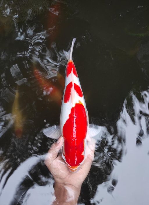 Lelang Koi Online, Jual Beli Ikan Koi, Pusat Jual Beli Koi, Info Lelang Koi Hari Ini, Platform Jual Beli Koi, Jual Beli Ikan Koi Online, Marketplace Ikan Koi, Jual Koi Terbaik, Tempat Beli Koi Berkualitas, Pasar Ikan Koi Online Terpercaya, Penjual Ikan Koi Terpercaya, Beli Koi Hias Online, Ikan Koi untuk Dijual, Koi Kualitas Terbaik, Toko Online Ikan Koi, Koi Hias Untuk Dijual, Jual Beli Ikan Koi Lokal, Koi Indonesia Online, Pusat Jual Beli Koi Terbesar
