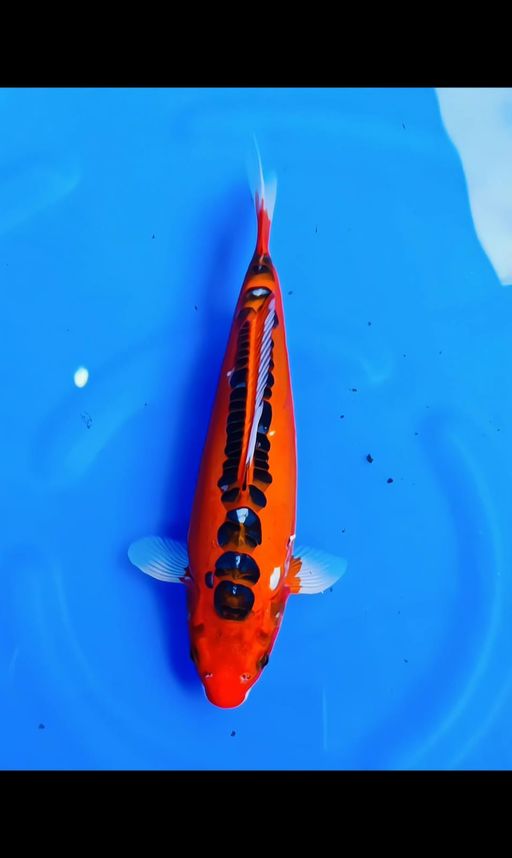 Lelang Koi Online, Jual Beli Ikan Koi, Pusat Jual Beli Koi, Info Lelang Koi Hari Ini, Platform Jual Beli Koi, Jual Beli Ikan Koi Online, Marketplace Ikan Koi, Jual Koi Terbaik, Tempat Beli Koi Berkualitas, Pasar Ikan Koi Online Terpercaya, Penjual Ikan Koi Terpercaya, Beli Koi Hias Online, Ikan Koi untuk Dijual, Koi Kualitas Terbaik, Toko Online Ikan Koi, Koi Hias Untuk Dijual, Jual Beli Ikan Koi Lokal, Koi Indonesia Online, Pusat Jual Beli Koi Terbesar