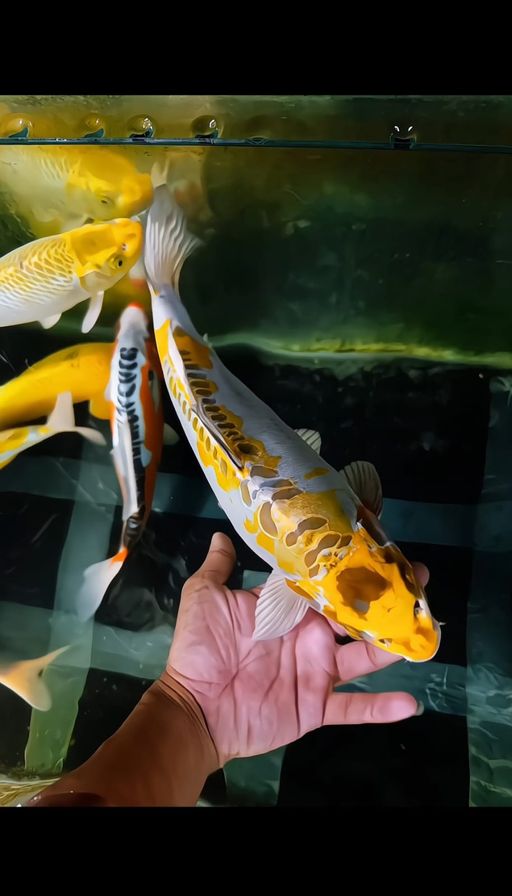 Lelang Koi Online, Jual Beli Ikan Koi, Pusat Jual Beli Koi, Info Lelang Koi Hari Ini, Platform Jual Beli Koi, Jual Beli Ikan Koi Online, Marketplace Ikan Koi, Jual Koi Terbaik, Tempat Beli Koi Berkualitas, Pasar Ikan Koi Online Terpercaya, Penjual Ikan Koi Terpercaya, Beli Koi Hias Online, Ikan Koi untuk Dijual, Koi Kualitas Terbaik, Toko Online Ikan Koi, Koi Hias Untuk Dijual, Jual Beli Ikan Koi Lokal, Koi Indonesia Online, Pusat Jual Beli Koi Terbesar
