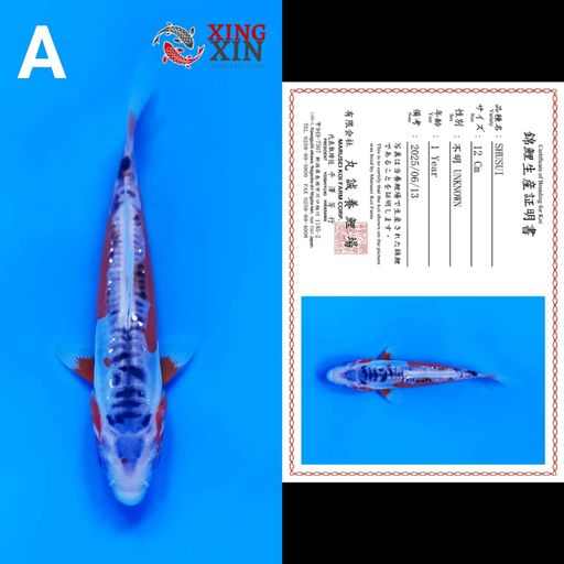 Lelang Koi Online, Jual Beli Ikan Koi, Pusat Jual Beli Koi, Info Lelang Koi Hari Ini, Platform Jual Beli Koi, Jual Beli Ikan Koi Online, Marketplace Ikan Koi, Jual Koi Terbaik, Tempat Beli Koi Berkualitas, Pasar Ikan Koi Online Terpercaya, Penjual Ikan Koi Terpercaya, Beli Koi Hias Online, Ikan Koi untuk Dijual, Koi Kualitas Terbaik, Toko Online Ikan Koi, Koi Hias Untuk Dijual, Jual Beli Ikan Koi Lokal, Koi Indonesia Online, Pusat Jual Beli Koi Terbesar