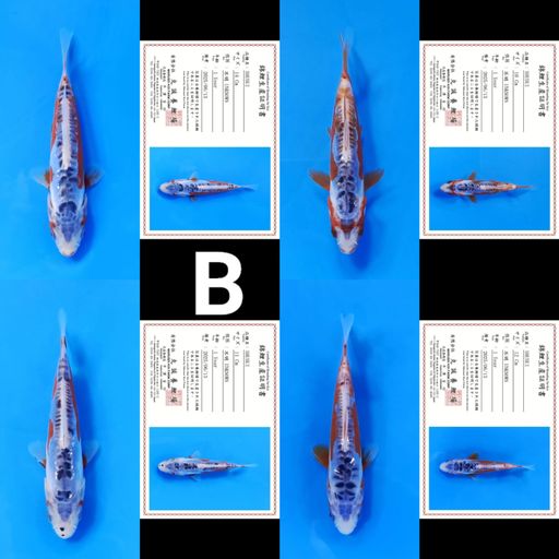 Lelang Koi Online, Jual Beli Ikan Koi, Pusat Jual Beli Koi, Info Lelang Koi Hari Ini, Platform Jual Beli Koi, Jual Beli Ikan Koi Online, Marketplace Ikan Koi, Jual Koi Terbaik, Tempat Beli Koi Berkualitas, Pasar Ikan Koi Online Terpercaya, Penjual Ikan Koi Terpercaya, Beli Koi Hias Online, Ikan Koi untuk Dijual, Koi Kualitas Terbaik, Toko Online Ikan Koi, Koi Hias Untuk Dijual, Jual Beli Ikan Koi Lokal, Koi Indonesia Online, Pusat Jual Beli Koi Terbesar