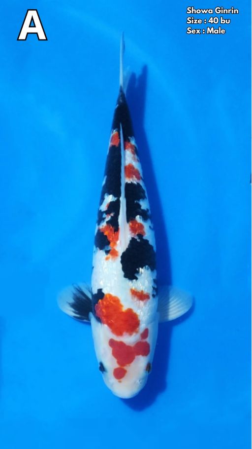 Lelang Koi Online, Jual Beli Ikan Koi, Pusat Jual Beli Koi, Info Lelang Koi Hari Ini, Platform Jual Beli Koi, Jual Beli Ikan Koi Online, Marketplace Ikan Koi, Jual Koi Terbaik, Tempat Beli Koi Berkualitas, Pasar Ikan Koi Online Terpercaya, Penjual Ikan Koi Terpercaya, Beli Koi Hias Online, Ikan Koi untuk Dijual, Koi Kualitas Terbaik, Toko Online Ikan Koi, Koi Hias Untuk Dijual, Jual Beli Ikan Koi Lokal, Koi Indonesia Online, Pusat Jual Beli Koi Terbesar