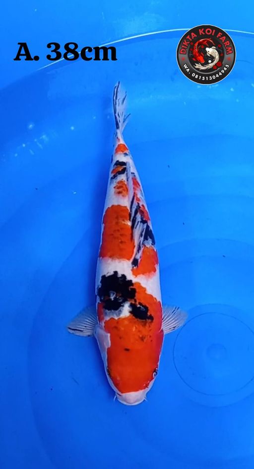 Lelang Koi Online, Jual Beli Ikan Koi, Pusat Jual Beli Koi, Info Lelang Koi Hari Ini, Platform Jual Beli Koi, Jual Beli Ikan Koi Online, Marketplace Ikan Koi, Jual Koi Terbaik, Tempat Beli Koi Berkualitas, Pasar Ikan Koi Online Terpercaya, Penjual Ikan Koi Terpercaya, Beli Koi Hias Online, Ikan Koi untuk Dijual, Koi Kualitas Terbaik, Toko Online Ikan Koi, Koi Hias Untuk Dijual, Jual Beli Ikan Koi Lokal, Koi Indonesia Online, Pusat Jual Beli Koi Terbesar