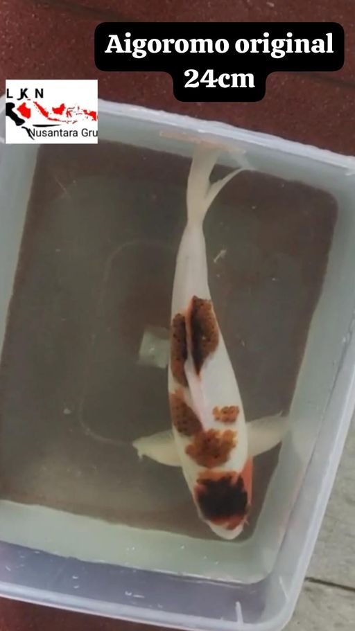 Lelang Koi Online, Jual Beli Ikan Koi, Pusat Jual Beli Koi, Info Lelang Koi Hari Ini, Platform Jual Beli Koi, Jual Beli Ikan Koi Online, Marketplace Ikan Koi, Jual Koi Terbaik, Tempat Beli Koi Berkualitas, Pasar Ikan Koi Online Terpercaya, Penjual Ikan Koi Terpercaya, Beli Koi Hias Online, Ikan Koi untuk Dijual, Koi Kualitas Terbaik, Toko Online Ikan Koi, Koi Hias Untuk Dijual, Jual Beli Ikan Koi Lokal, Koi Indonesia Online, Pusat Jual Beli Koi Terbesar