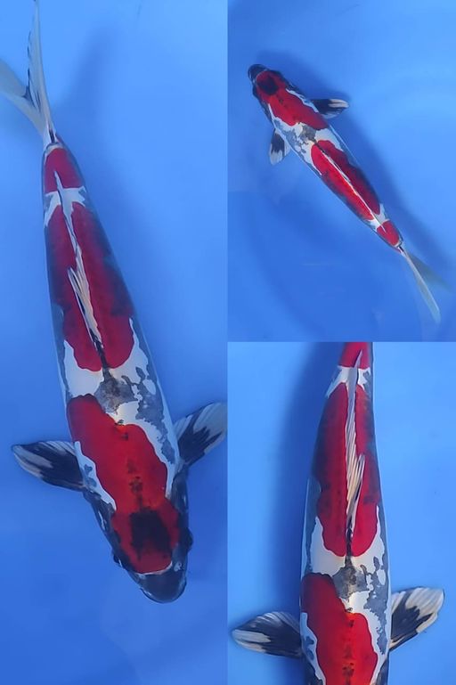 Lelang Koi Online, Jual Beli Ikan Koi, Pusat Jual Beli Koi, Info Lelang Koi Hari Ini, Platform Jual Beli Koi, Jual Beli Ikan Koi Online, Marketplace Ikan Koi, Jual Koi Terbaik, Tempat Beli Koi Berkualitas, Pasar Ikan Koi Online Terpercaya, Penjual Ikan Koi Terpercaya, Beli Koi Hias Online, Ikan Koi untuk Dijual, Koi Kualitas Terbaik, Toko Online Ikan Koi, Koi Hias Untuk Dijual, Jual Beli Ikan Koi Lokal, Koi Indonesia Online, Pusat Jual Beli Koi Terbesar