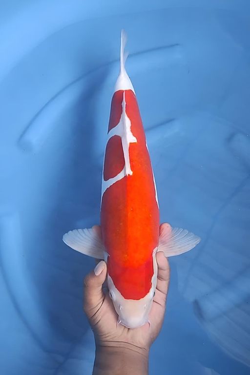 Lelang Koi Online, Jual Beli Ikan Koi, Pusat Jual Beli Koi, Info Lelang Koi Hari Ini, Platform Jual Beli Koi, Jual Beli Ikan Koi Online, Marketplace Ikan Koi, Jual Koi Terbaik, Tempat Beli Koi Berkualitas, Pasar Ikan Koi Online Terpercaya, Penjual Ikan Koi Terpercaya, Beli Koi Hias Online, Ikan Koi untuk Dijual, Koi Kualitas Terbaik, Toko Online Ikan Koi, Koi Hias Untuk Dijual, Jual Beli Ikan Koi Lokal, Koi Indonesia Online, Pusat Jual Beli Koi Terbesar