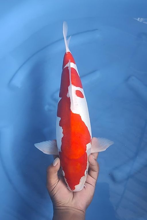 Lelang Koi Online, Jual Beli Ikan Koi, Pusat Jual Beli Koi, Info Lelang Koi Hari Ini, Platform Jual Beli Koi, Jual Beli Ikan Koi Online, Marketplace Ikan Koi, Jual Koi Terbaik, Tempat Beli Koi Berkualitas, Pasar Ikan Koi Online Terpercaya, Penjual Ikan Koi Terpercaya, Beli Koi Hias Online, Ikan Koi untuk Dijual, Koi Kualitas Terbaik, Toko Online Ikan Koi, Koi Hias Untuk Dijual, Jual Beli Ikan Koi Lokal, Koi Indonesia Online, Pusat Jual Beli Koi Terbesar