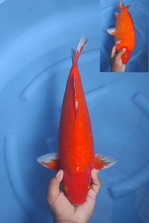 Lelang Koi Online, Jual Beli Ikan Koi, Pusat Jual Beli Koi, Info Lelang Koi Hari Ini, Platform Jual Beli Koi, Jual Beli Ikan Koi Online, Marketplace Ikan Koi, Jual Koi Terbaik, Tempat Beli Koi Berkualitas, Pasar Ikan Koi Online Terpercaya, Penjual Ikan Koi Terpercaya, Beli Koi Hias Online, Ikan Koi untuk Dijual, Koi Kualitas Terbaik, Toko Online Ikan Koi, Koi Hias Untuk Dijual, Jual Beli Ikan Koi Lokal, Koi Indonesia Online, Pusat Jual Beli Koi Terbesar