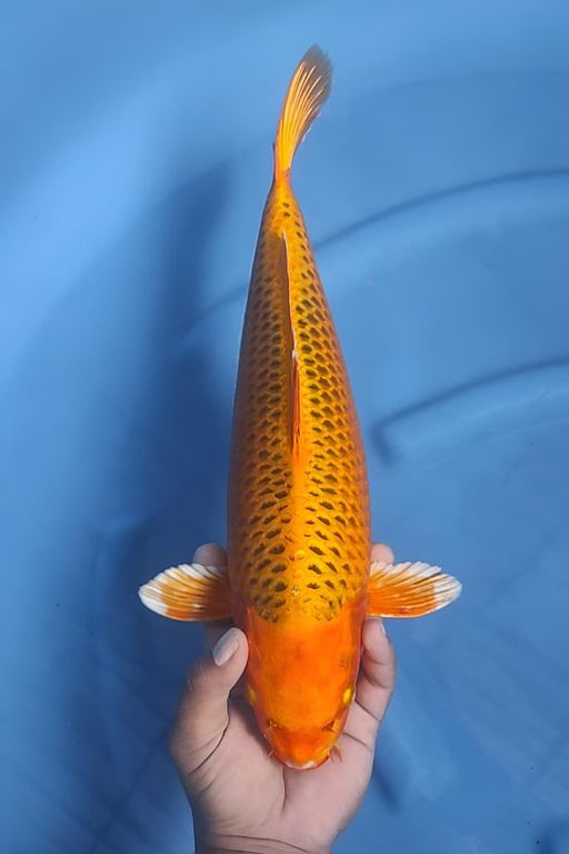 Lelang Koi Online, Jual Beli Ikan Koi, Pusat Jual Beli Koi, Info Lelang Koi Hari Ini, Platform Jual Beli Koi, Jual Beli Ikan Koi Online, Marketplace Ikan Koi, Jual Koi Terbaik, Tempat Beli Koi Berkualitas, Pasar Ikan Koi Online Terpercaya, Penjual Ikan Koi Terpercaya, Beli Koi Hias Online, Ikan Koi untuk Dijual, Koi Kualitas Terbaik, Toko Online Ikan Koi, Koi Hias Untuk Dijual, Jual Beli Ikan Koi Lokal, Koi Indonesia Online, Pusat Jual Beli Koi Terbesar