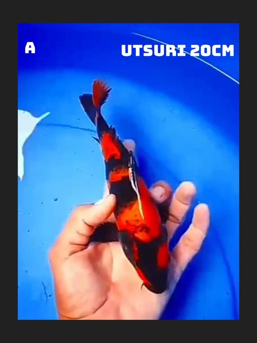 Lelang Koi Online, Jual Beli Ikan Koi, Pusat Jual Beli Koi, Info Lelang Koi Hari Ini, Platform Jual Beli Koi, Jual Beli Ikan Koi Online, Marketplace Ikan Koi, Jual Koi Terbaik, Tempat Beli Koi Berkualitas, Pasar Ikan Koi Online Terpercaya, Penjual Ikan Koi Terpercaya, Beli Koi Hias Online, Ikan Koi untuk Dijual, Koi Kualitas Terbaik, Toko Online Ikan Koi, Koi Hias Untuk Dijual, Jual Beli Ikan Koi Lokal, Koi Indonesia Online, Pusat Jual Beli Koi Terbesar